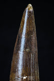 20425 - Well Preserved 2.60 Inch Spinosaurus Dinosaur Tooth Cretaceous