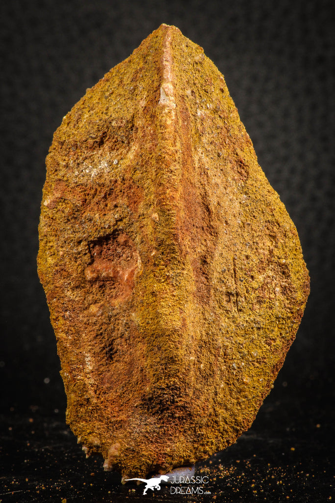 07551 - Beautiful 2.99 Inch Cretaceous Crocodile Dermal Scute Bone KemKem