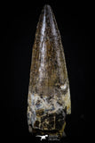 20427 - Nicely Preserved 2.38 Inch Spinosaurus Dinosaur Tooth Cretaceous