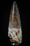 20427 - Nicely Preserved 2.38 Inch Spinosaurus Dinosaur Tooth Cretaceous