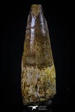 20428 - Well Preserved 2.34 Inch Spinosaurus Dinosaur Tooth Cretaceous