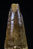 20428 - Well Preserved 2.34 Inch Spinosaurus Dinosaur Tooth Cretaceous