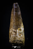 20428 - Well Preserved 2.34 Inch Spinosaurus Dinosaur Tooth Cretaceous