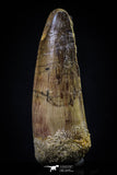 20430 - Well Preserved 2.12 Inch Spinosaurus Dinosaur Tooth Cretaceous