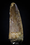 20430 - Well Preserved 2.12 Inch Spinosaurus Dinosaur Tooth Cretaceous