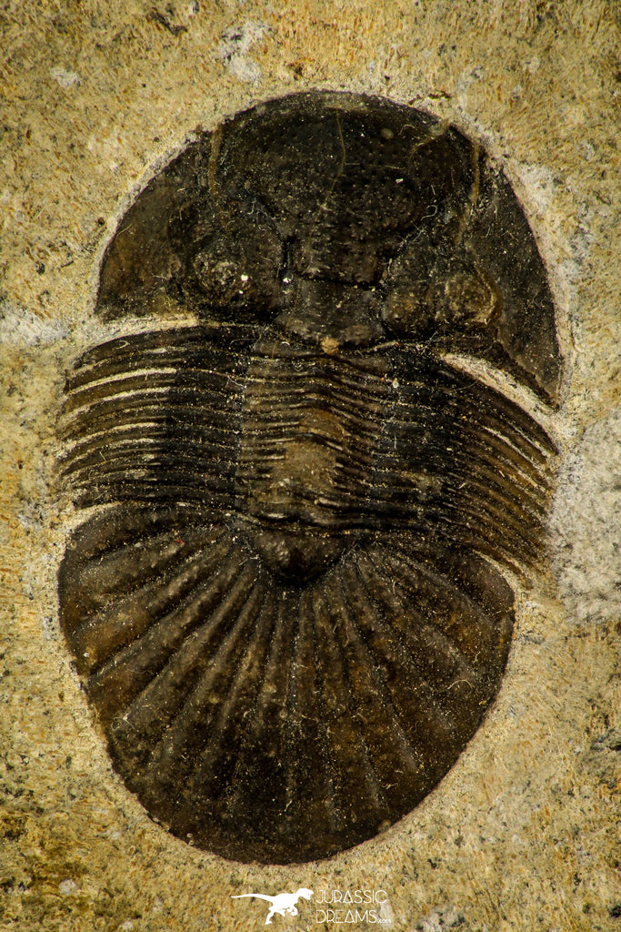 30542 - Nicely Preserved 1.28 Inch Scabriscutellum sp Middle Devonian Trilobite
