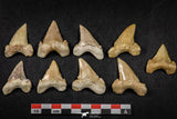 21653 - Great Collection of 9 Palaeocarcharodon orientalis (Pygmy white Shark) Teeth