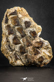 07555 - Top Rare 5.21 Inch Lepidotes pankowskii Partial Body (Associated scales) Cretaceous KemKem Beds