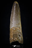 20431 - Nicely Preserved 1.85 Inch Spinosaurus Dinosaur Tooth Cretaceous