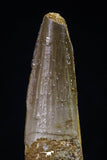 20431 - Nicely Preserved 1.85 Inch Spinosaurus Dinosaur Tooth Cretaceous