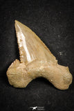 21653 - Great Collection of 9 Palaeocarcharodon orientalis (Pygmy white Shark) Teeth