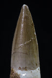 20432 - Nicely Preserved 1.74 Inch Spinosaurus Dinosaur Tooth Cretaceous