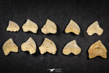 21654 - Great Collection of 10 Squalicorax pristodontus (Crow Shark) Teeth