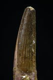 20433 - Nicely Preserved 1.83 Inch Spinosaurus Dinosaur Tooth Cretaceous