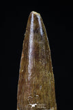 20434 - Nicely Preserved 1.87 Inch Spinosaurus Dinosaur Tooth Cretaceous