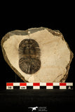 30546 - Top Beautiful 2.16 Inch Scabriscutellum sp Middle Devonian Trilobite