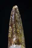 20434 - Nicely Preserved 1.87 Inch Spinosaurus Dinosaur Tooth Cretaceous