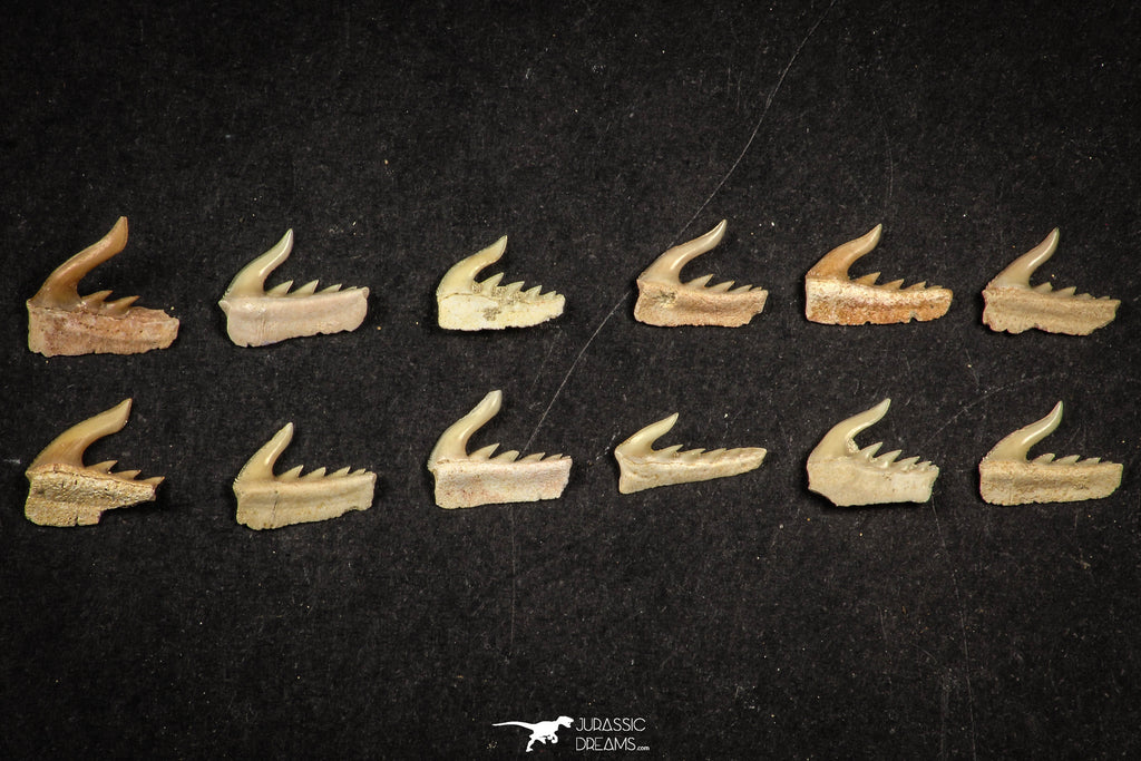 21656 - Great Collection of 12 Weltonia ancistrodon Shark Teeth Paleocene