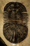 30546 - Top Beautiful 2.16 Inch Scabriscutellum sp Middle Devonian Trilobite