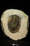 30547 - Top Rare Type 2.60 Inch Scabriscutellum sp Middle Devonian Trilobite