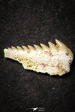 21657 - Great Collection of 6 Hexanchus microdon Shark Teeth Paleocene