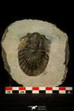 30547 - Top Rare Type 2.60 Inch Scabriscutellum sp Middle Devonian Trilobite