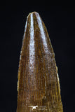 20436 - Well Preserved 1.61 Inch Spinosaurus Dinosaur Tooth Cretaceous