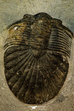 30547 - Top Rare Type 2.60 Inch Scabriscutellum sp Middle Devonian Trilobite