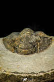 30547 - Top Rare Type 2.60 Inch Scabriscutellum sp Middle Devonian Trilobite