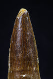 20436 - Well Preserved 1.61 Inch Spinosaurus Dinosaur Tooth Cretaceous