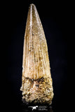 20437 - Nicely Preserved 1.48 Inch Spinosaurus Dinosaur Tooth Cretaceous