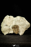 30548 - Beautiful 1.26 Inch Flexicalymene retrorsa Ordovician Trilobite - Ohio USA