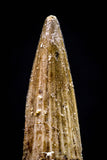 20437 - Nicely Preserved 1.48 Inch Spinosaurus Dinosaur Tooth Cretaceous