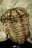30548 - Beautiful 1.26 Inch Flexicalymene retrorsa Ordovician Trilobite - Ohio USA