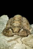 30548 - Beautiful 1.26 Inch Flexicalymene retrorsa Ordovician Trilobite - Ohio USA