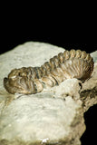 30548 - Beautiful 1.26 Inch Flexicalymene retrorsa Ordovician Trilobite - Ohio USA