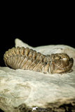 30548 - Beautiful 1.26 Inch Flexicalymene retrorsa Ordovician Trilobite - Ohio USA