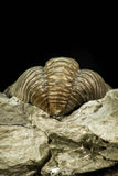 30548 - Beautiful 1.26 Inch Flexicalymene retrorsa Ordovician Trilobite - Ohio USA