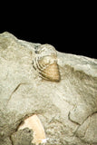 30548 - Beautiful 1.26 Inch Flexicalymene retrorsa Ordovician Trilobite - Ohio USA
