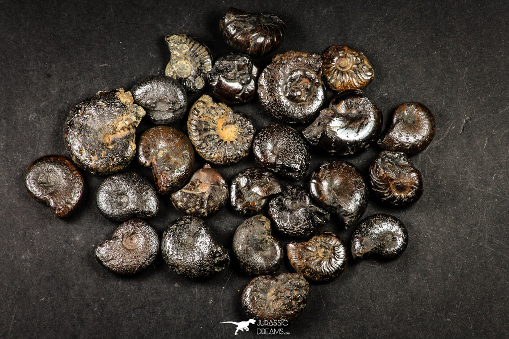 21663 - Great Collection of 25 Cretaceous Pyritized Ammonites