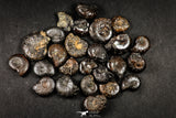 21663 - Great Collection of 25 Cretaceous Pyritized Ammonites