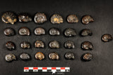 21663 - Great Collection of 25 Cretaceous Pyritized Ammonites