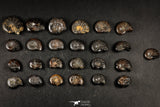 21663 - Great Collection of 25 Cretaceous Pyritized Ammonites