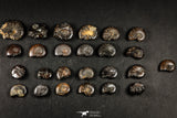 21663 - Great Collection of 25 Cretaceous Pyritized Ammonites