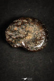 21663 - Great Collection of 25 Cretaceous Pyritized Ammonites