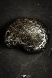 21663 - Great Collection of 25 Cretaceous Pyritized Ammonites
