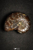 21663 - Great Collection of 25 Cretaceous Pyritized Ammonites