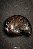 21663 - Great Collection of 25 Cretaceous Pyritized Ammonites