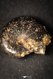 21663 - Great Collection of 25 Cretaceous Pyritized Ammonites
