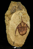 30552 - Top Beautful 1.28 Inch Ampyx sp Lower Ordovician Trilobite Fezouata Formation